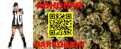 сатива Кингисепп